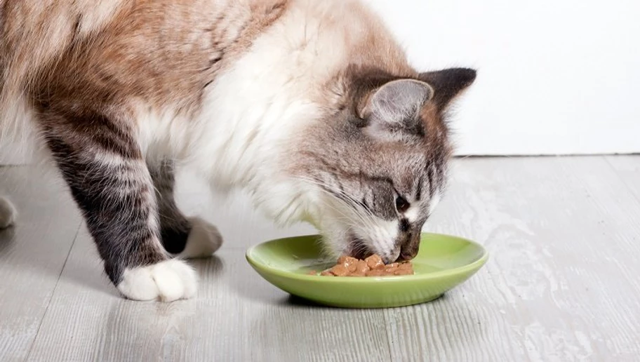 best sensitive stomach cat food
