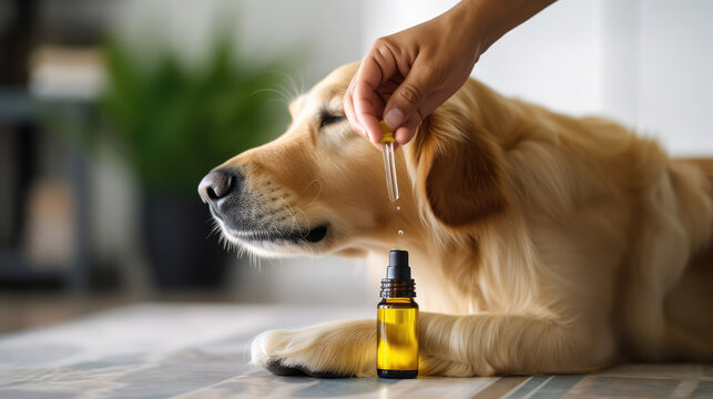 Pet's Quality of Life