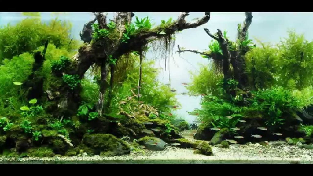 aquarium plants